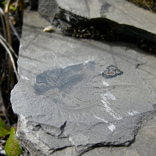 a fossil in a rock surrounded by some grenery